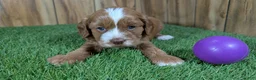 Cavapoo dogs for sale: Lizzy Girl 3 - Ad 1