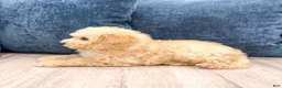 Miniature Poodle dogs for sale: Bo - Ad 3