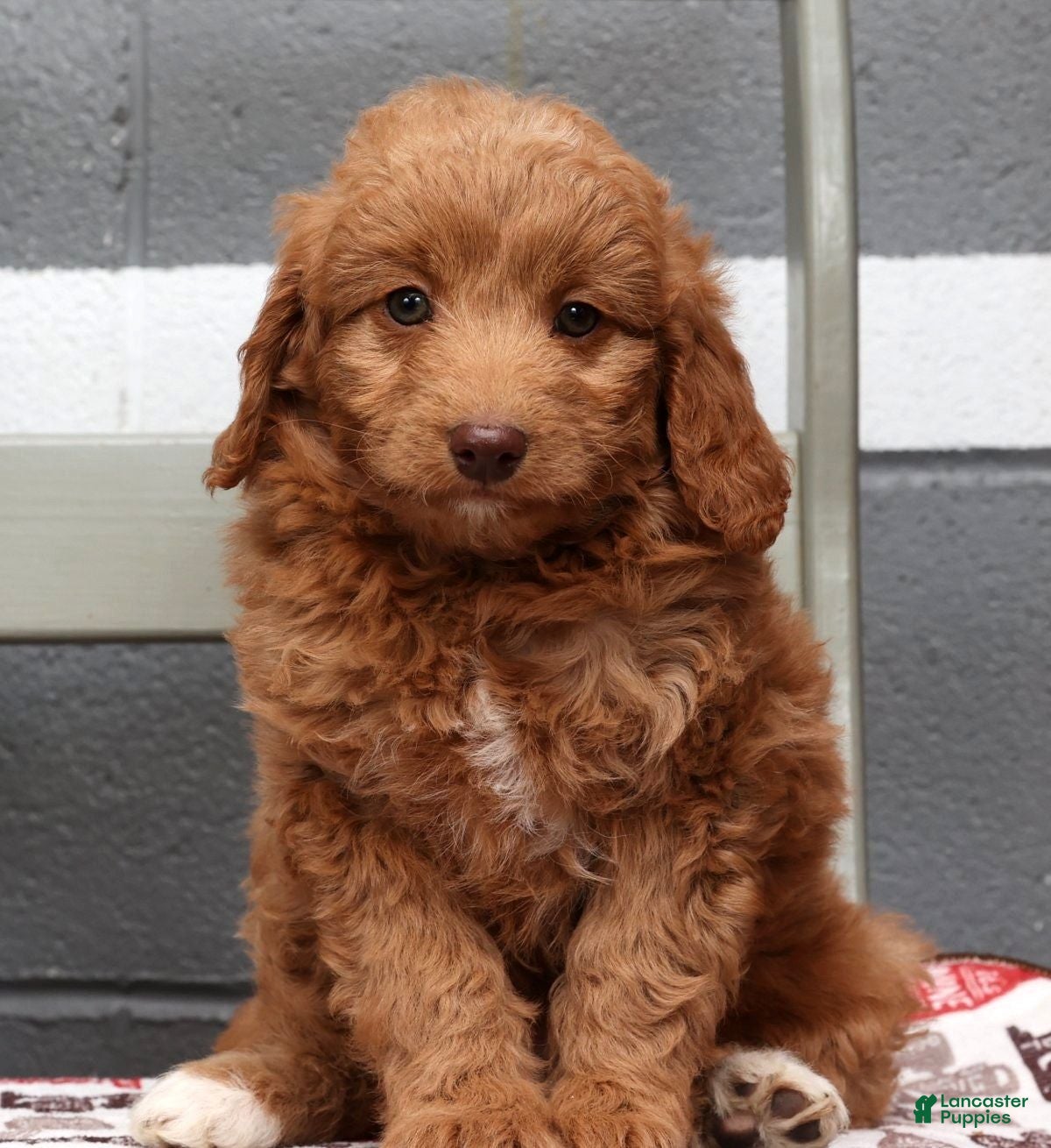 Mini Goldendoodle dogs Kimberly - Ad 42