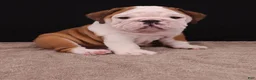 English Bulldog dogs for sale: Bruno - Ad 19