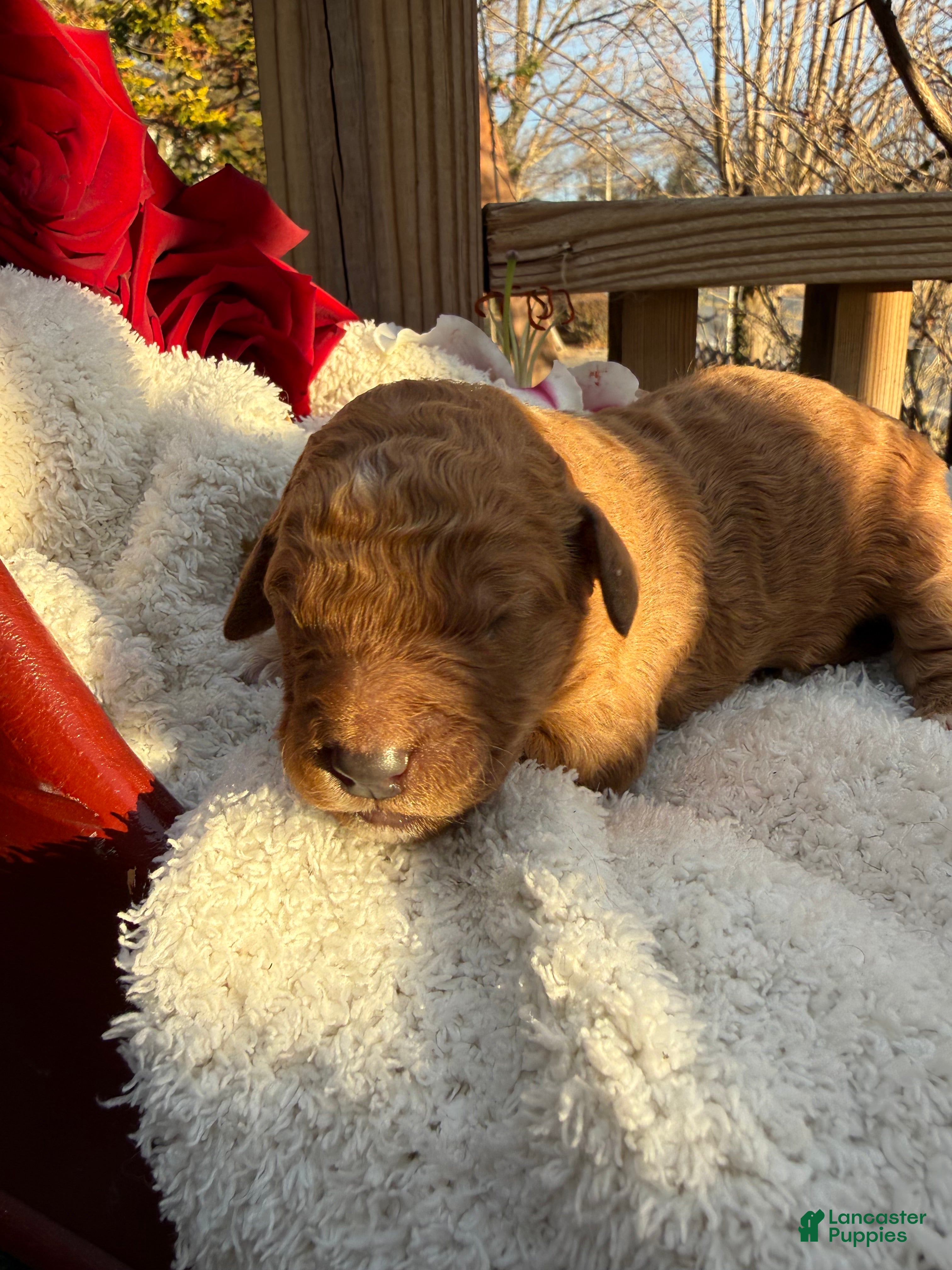 Goldendoodle dogs Caramel  - Ad 24