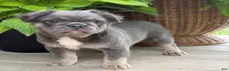 French Bulldog dogs for sale: Thea - Ad 5