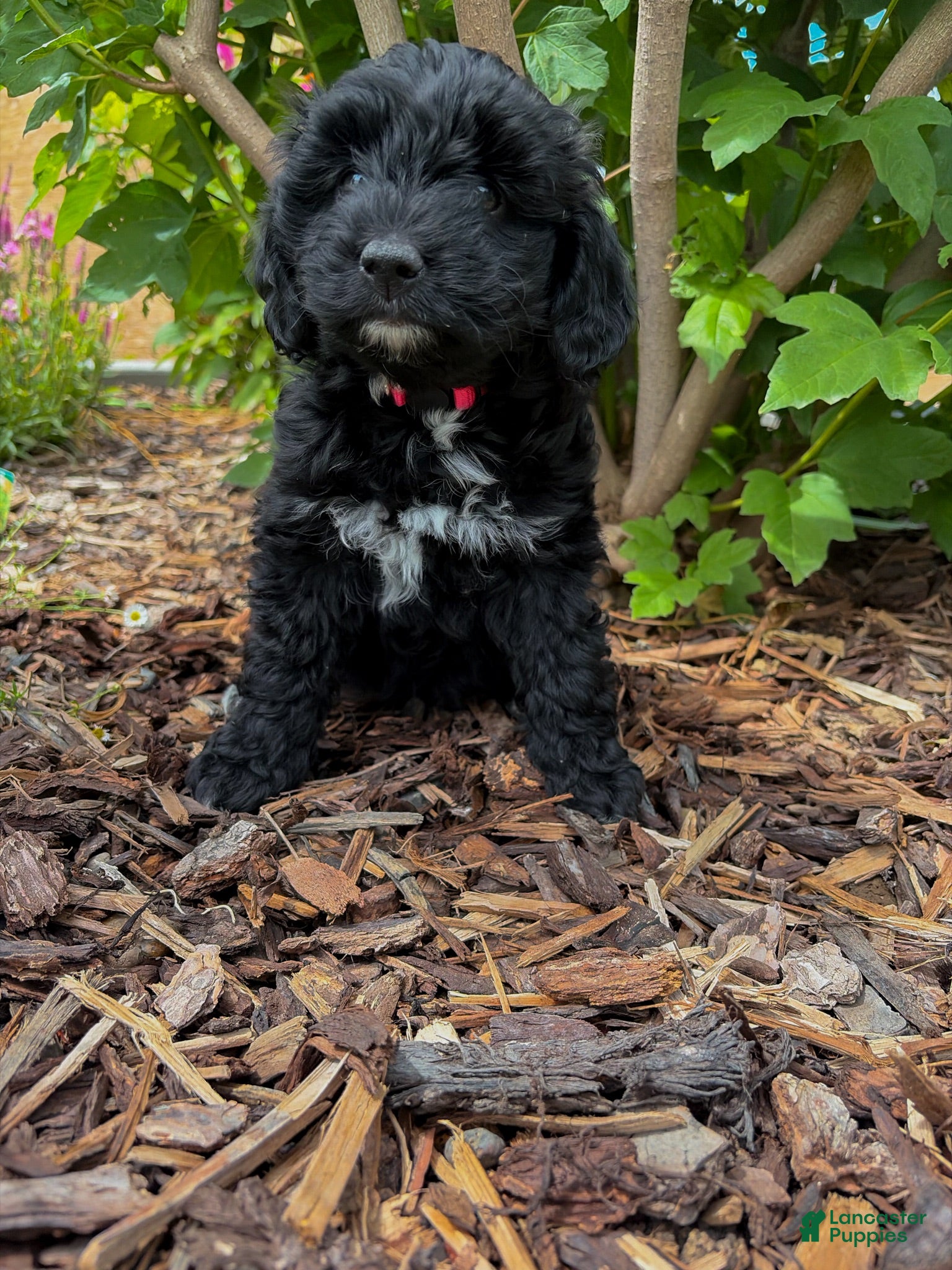 『rose』Australia産　ムートン　ブラック　ミニ丈　27cm Pink Mini Aussiedoodle for sale in Fruitland | Lancaster Puppies