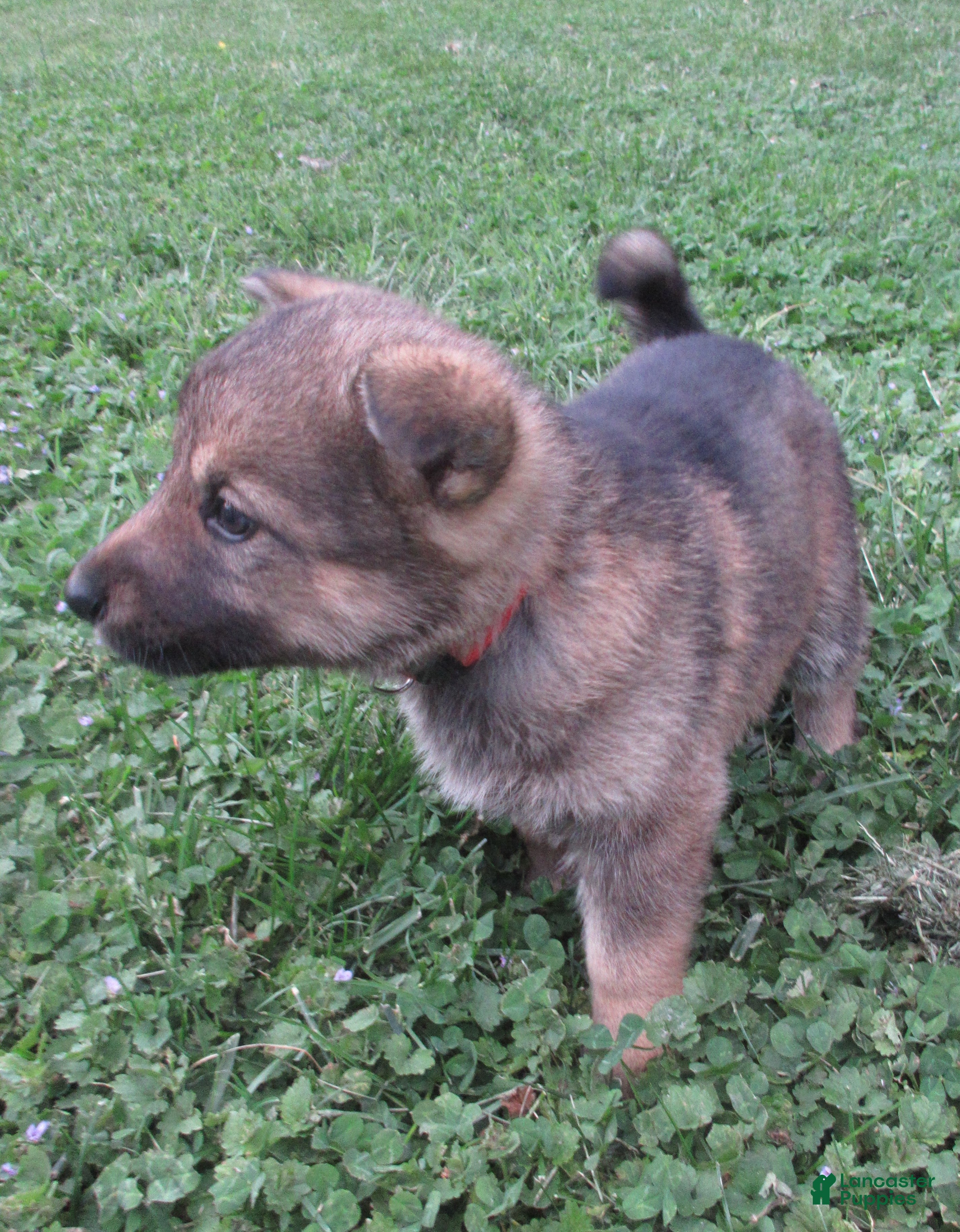 German Shepherd dogs Colleague - Ad 2