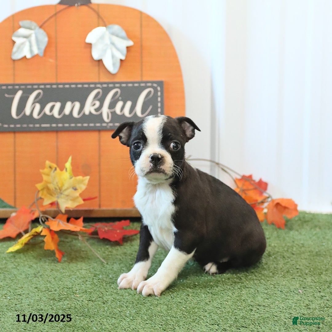 Boston Terrier dogs for sale: Yosemite - Ad 3