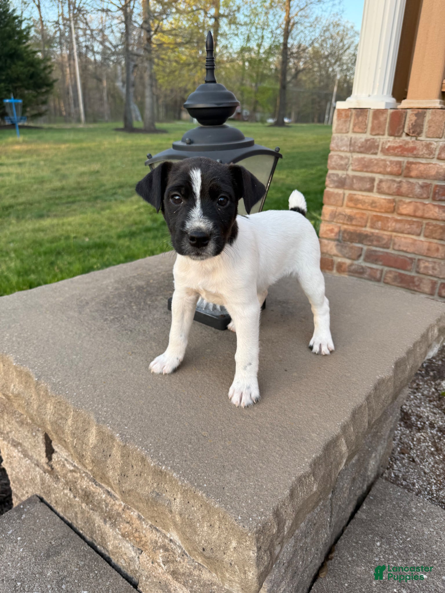 Jack Russell Terrier dogs Jrtca Rocky  - Ad 1