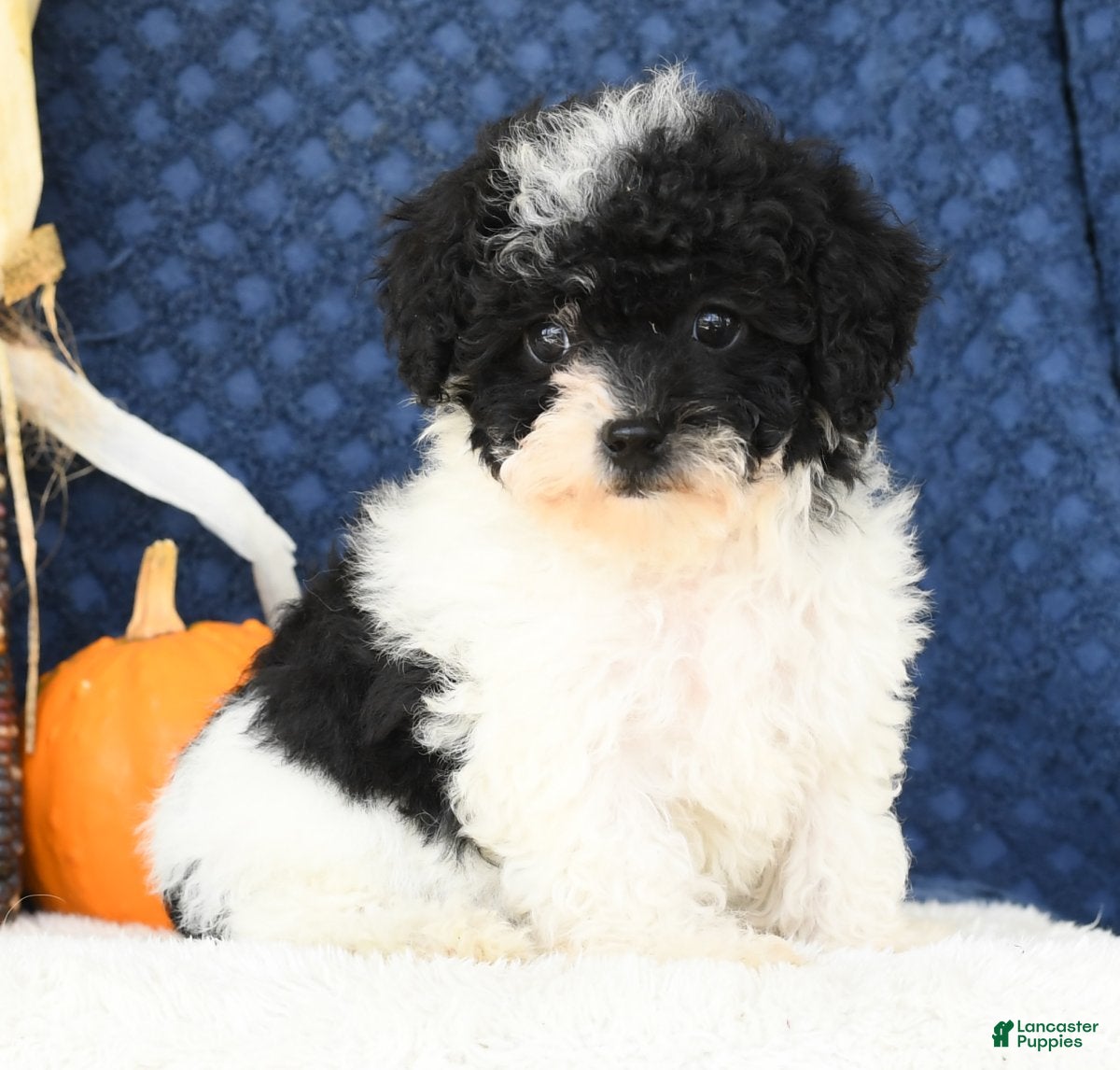 Havapoo dogs Uma - Ad 18