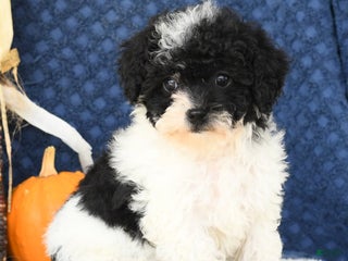 Havapoo dogs - Ad 30