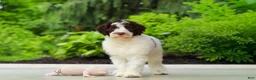 Portuguese Water Dog dogs for sale: Lindsey - Ad 7