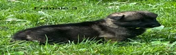 German Shepherd dogs for sale: German Shepherd 3 - Ad 9