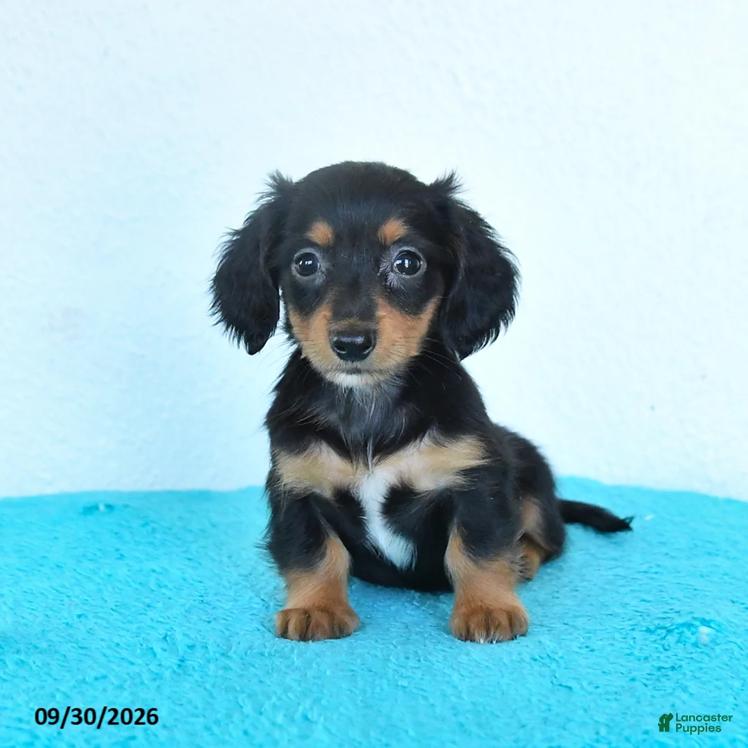 Miniature Dachshund dogs for sale: Cora  - Ad 2