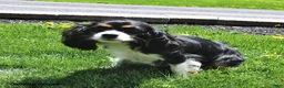 Cavalier King Charles Spaniel dogs for sale: Twilight - Ad 4