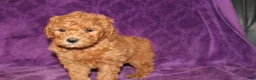 Mini Goldendoodle dogs for sale: Mini Goldendoodle Tux - Ad 4