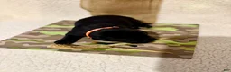 Labrador Retriever dogs for sale: Labrador Retriever black male orange collar - Ad 3