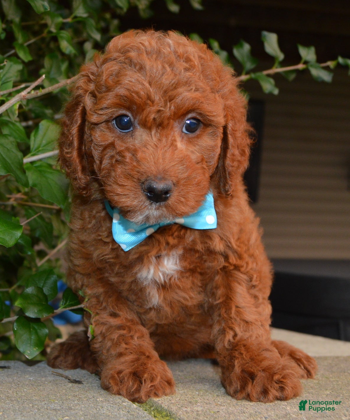 Cockapoo dogs Kenya - Ad 2
