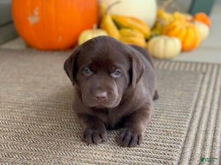 Labrador Retriever dogs - Ad 29