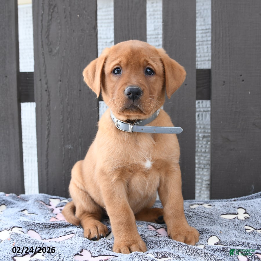 Labrador Retriever dogs Sadie - Ad 1