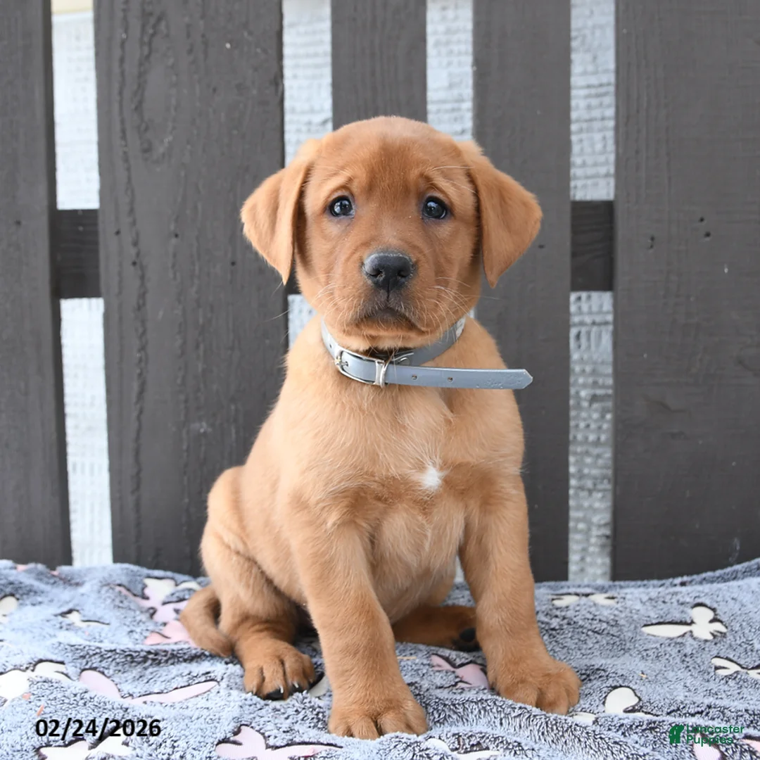 Labrador Retriever dogs for sale: Sadie - Ad 1