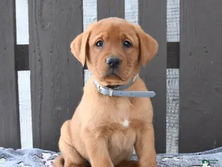 Labrador Retriever dogs for sale: Sadie - Ad 2