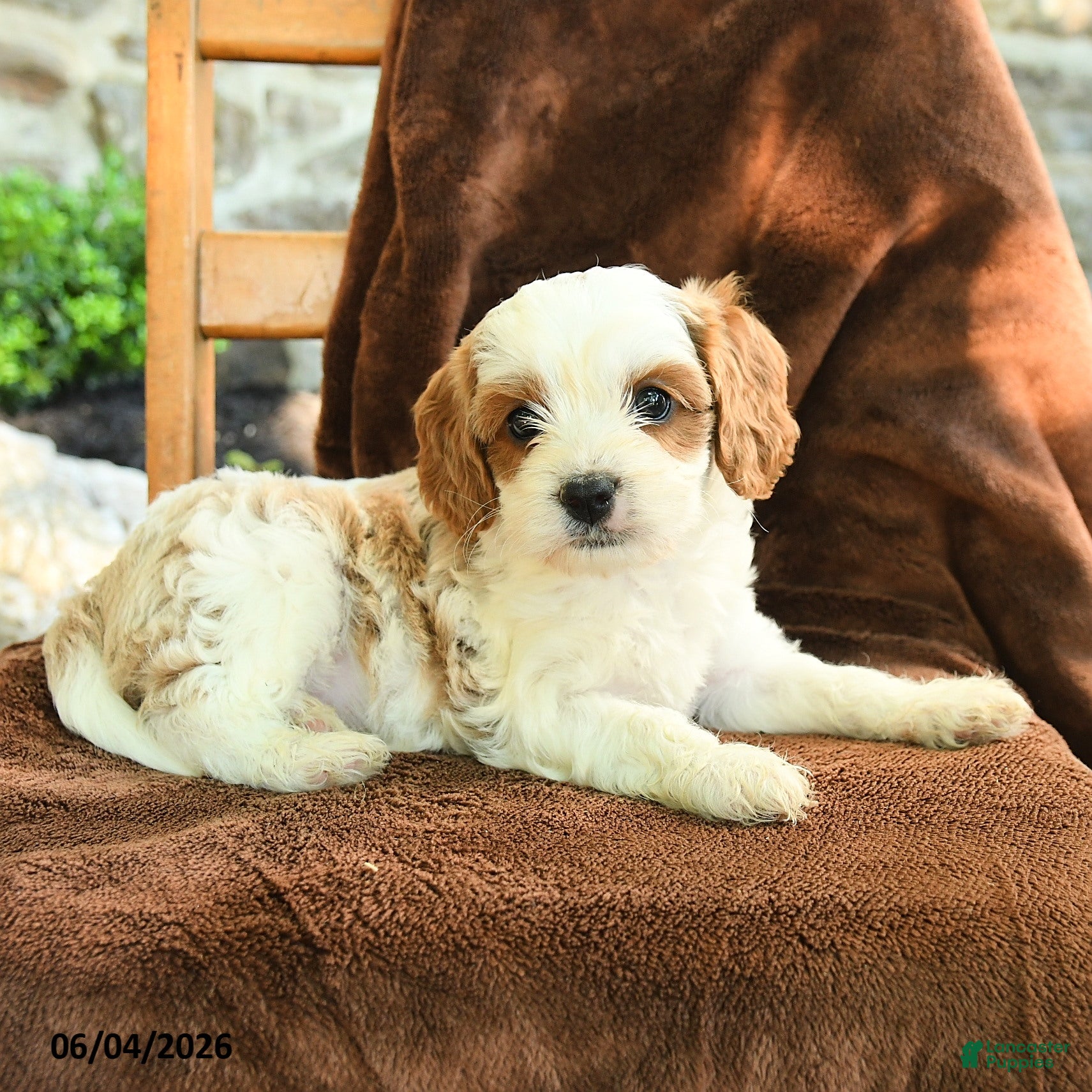 Cavapoo dogs Marley - Ad 2