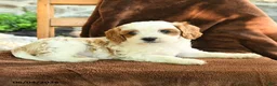 Cavapoo dogs for sale: Marley - Ad 2