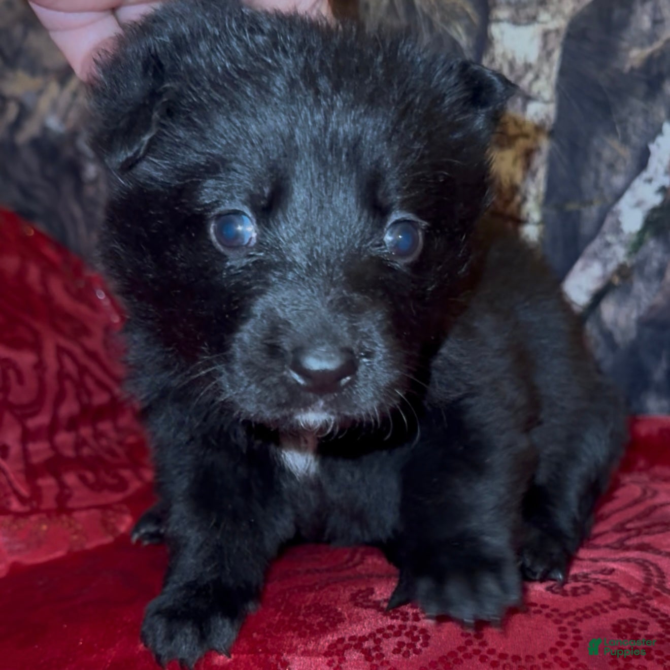 German Shepherd dogs SCAMPI - Ad 17