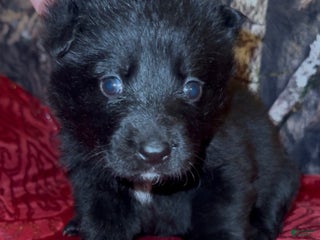 German Shepherd dogs SCAMPI - Ad 19