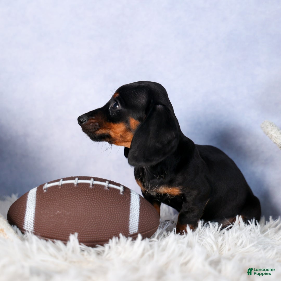 Miniature Dachshund dogs for sale: Cocoa - Ad 8