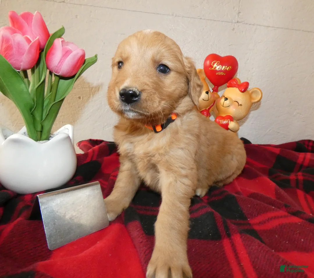 Mini Goldendoodle dogs for sale: Mini Goldendoodle Puppy 4 Randy - Ad 3