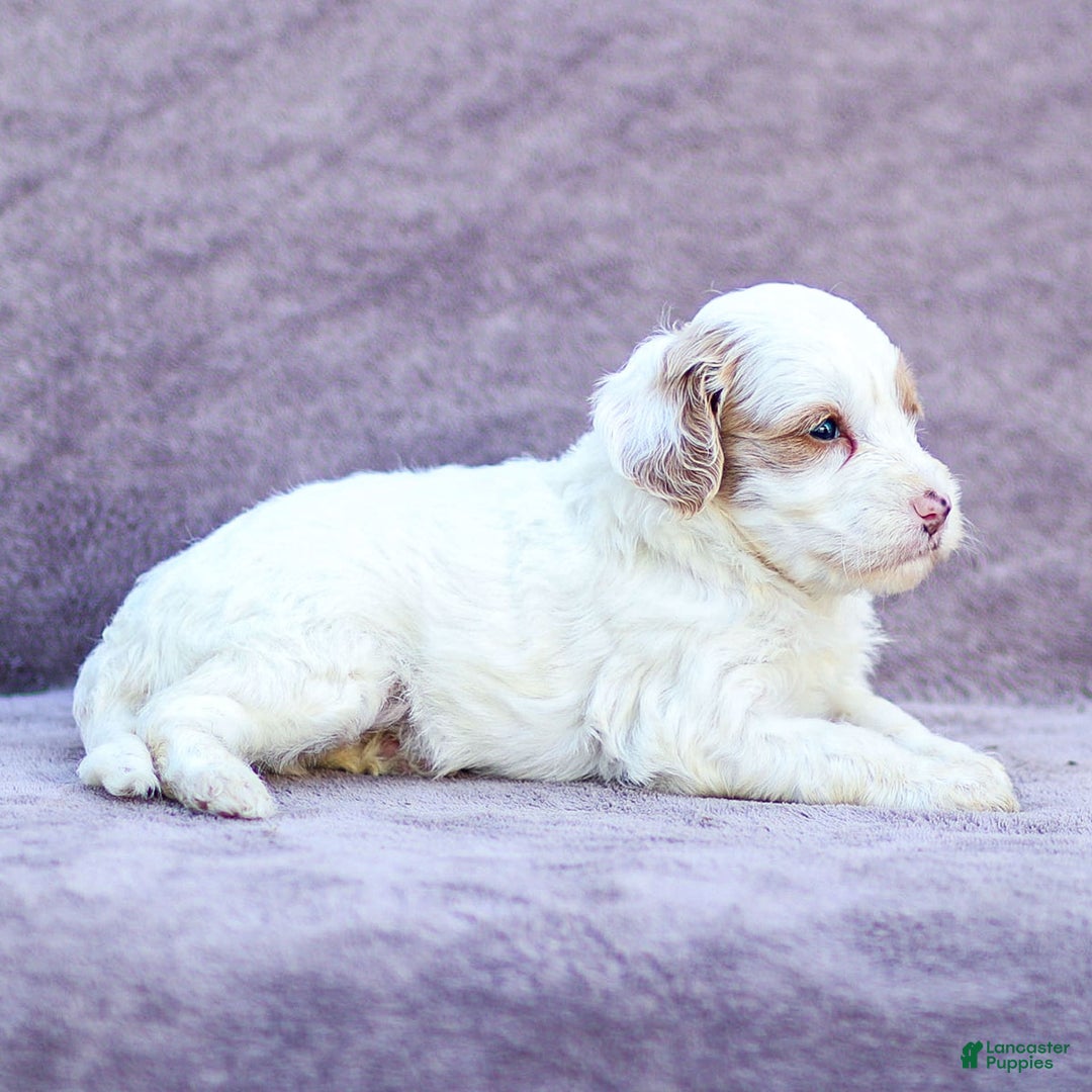 Goldendoodle dogs for sale: Odette - Ad 16