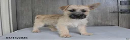Cairn Terrier dogs for sale: Archie - Ad 5