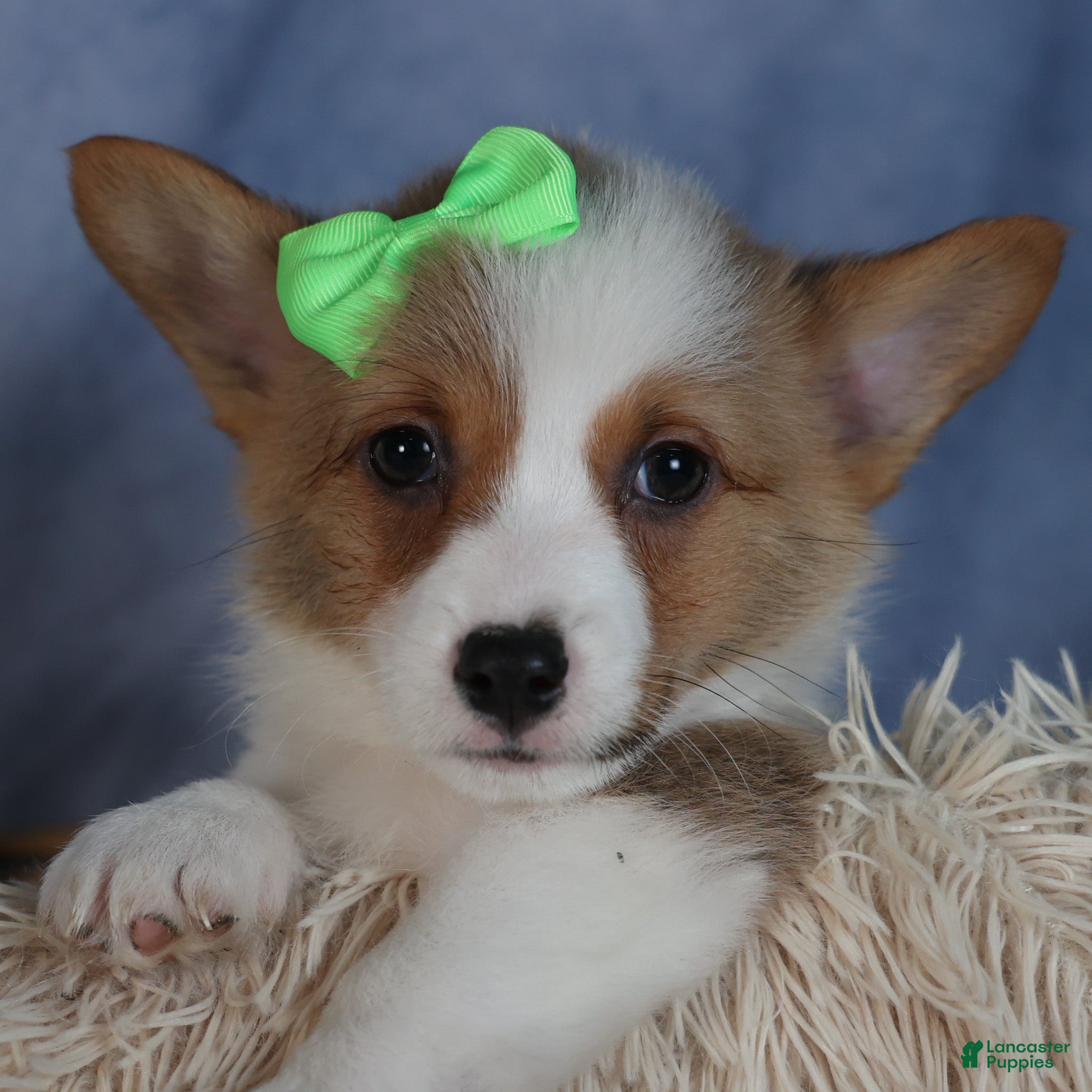 Welsh Corgi Pembroke dogs Dalton - Ad 23