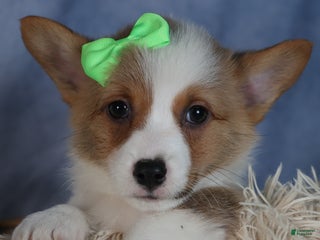 Welsh Corgi Pembroke dogs Dalton - Ad 34