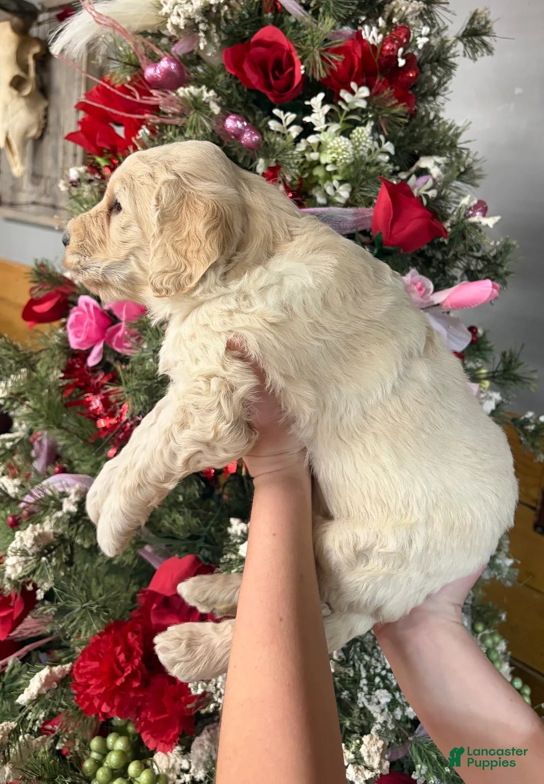Goldendoodle dogs for sale: Goldendoodle Puppy 1 - Ad 2