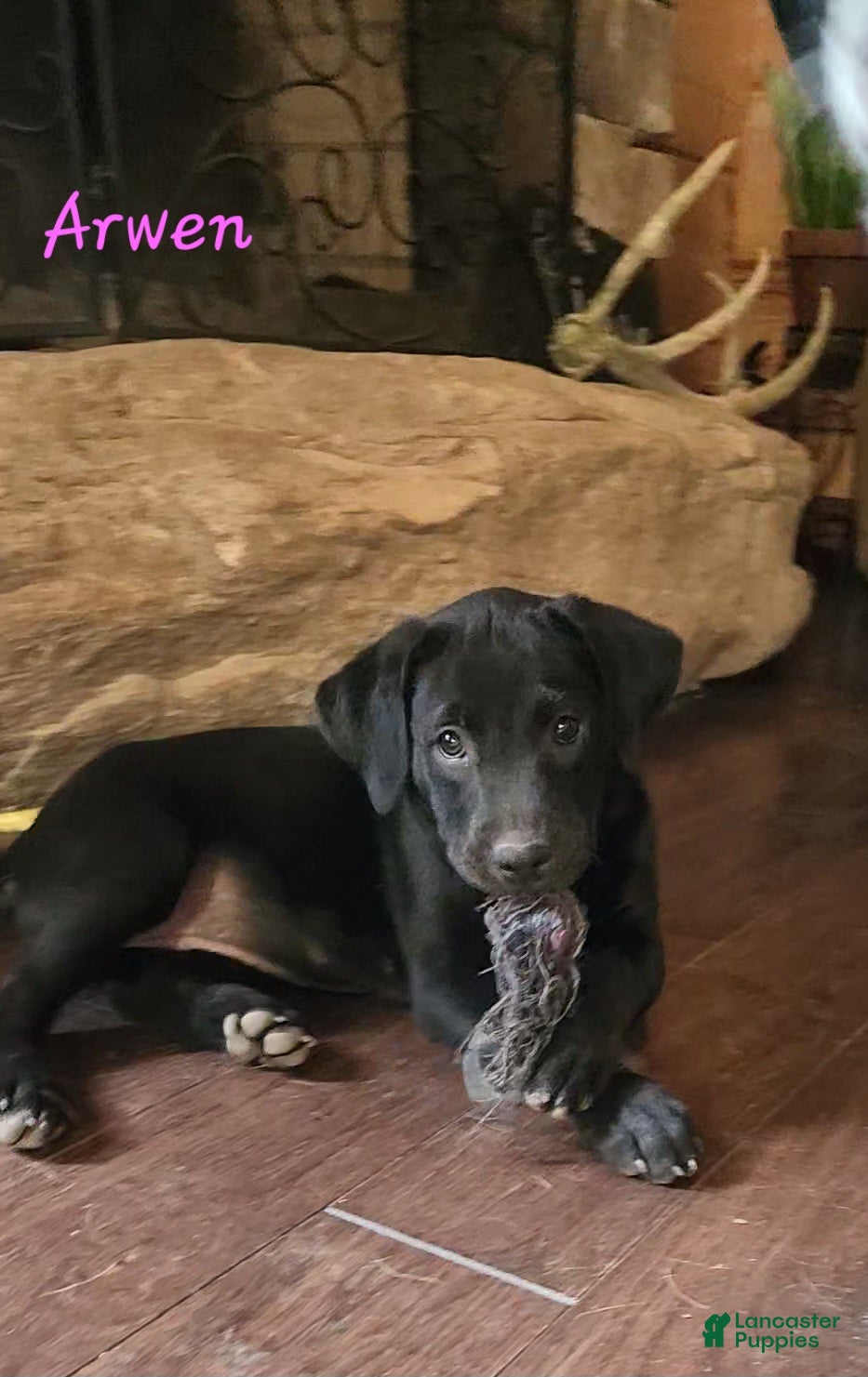 Mixed Breed dogs Arwen - Ad 1