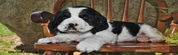 English Springer Spaniel dogs for sale: Smartie  - Ad 2