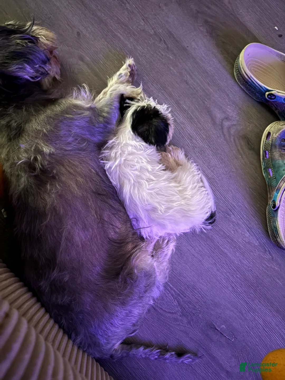 Yorkiepoo dogs for sale: Yorkiepoo Puppy 1 - Ad 2