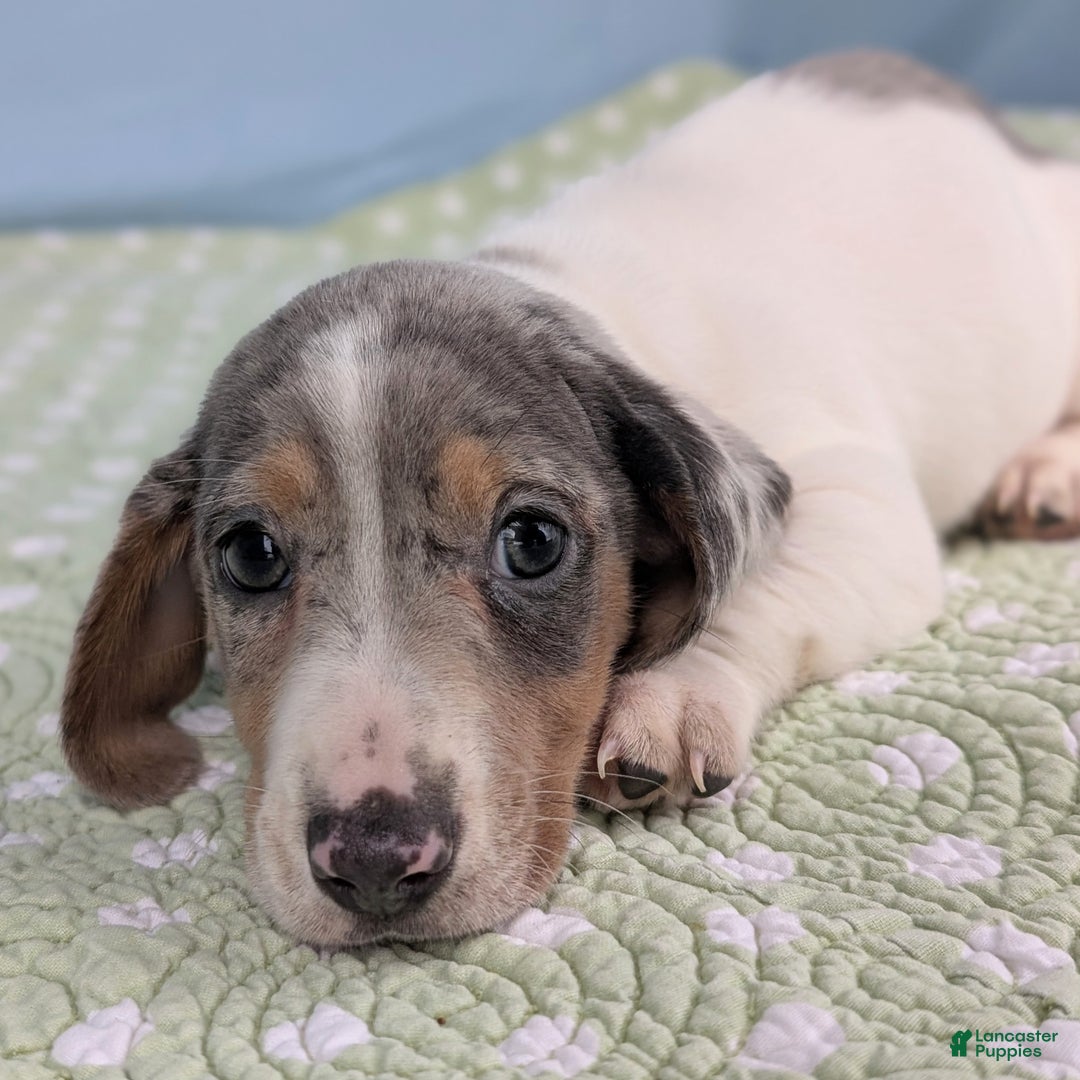 Miniature Dachshund dogs for sale: Sweet Potato - Ad 8