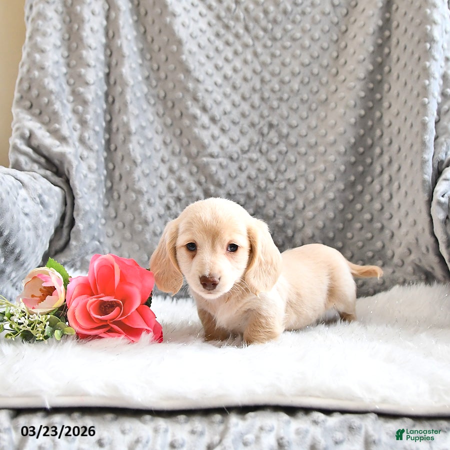 Miniature Dachshund dogs Abby - Ad 2