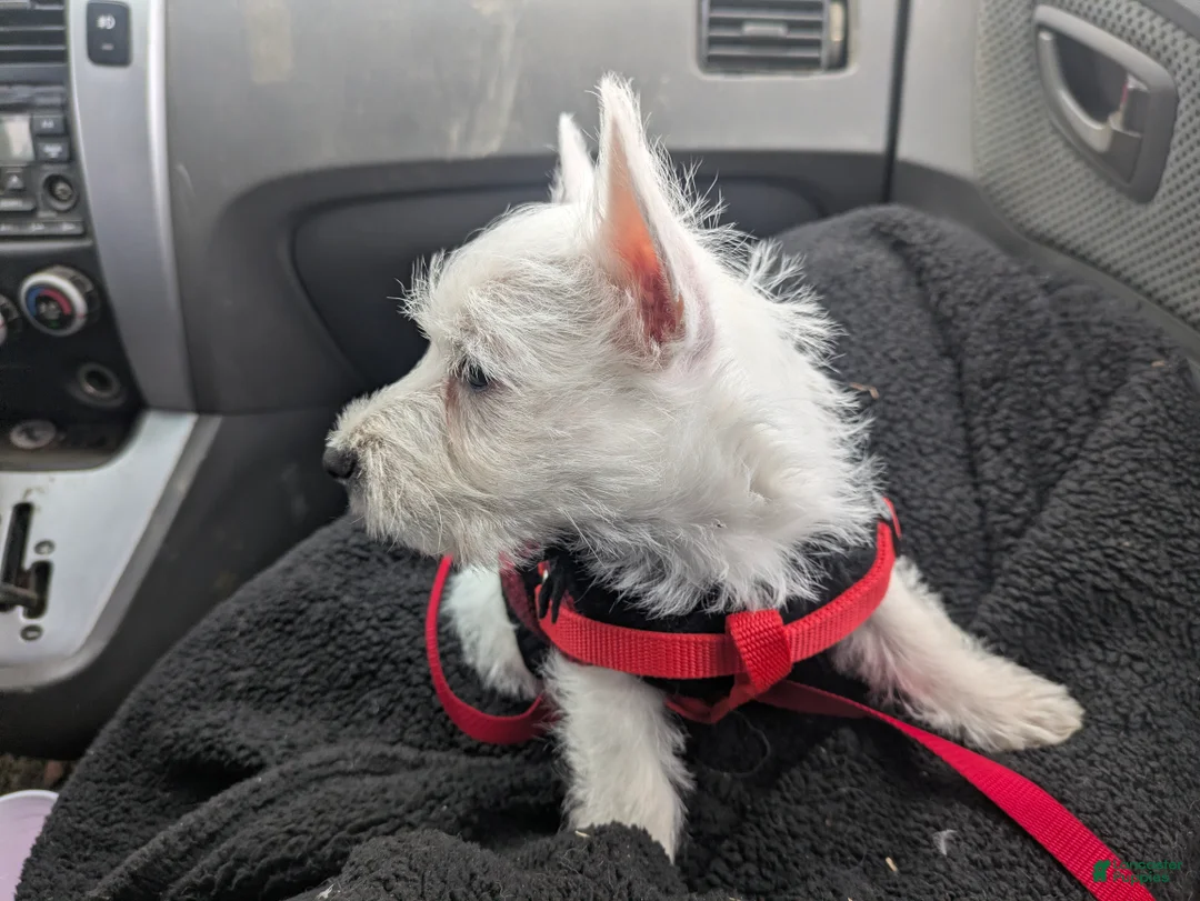 West Highland Terrier dogs for sale: West Highland Terrier Puppy 1 - Ad 1