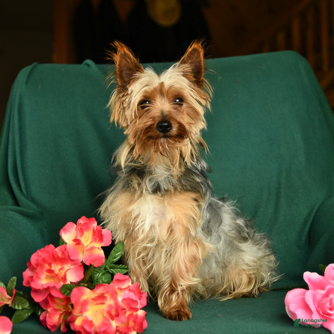 Morkie dogs for sale: Max - Ad 11