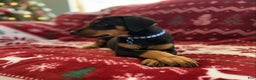 Doberman Pinscher dogs for sale: Bruno - Ad 2