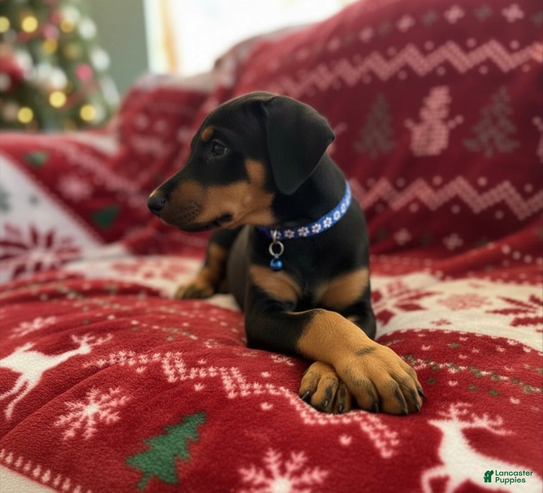 Doberman Pinscher dogs for sale: Bruno - Ad 2