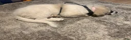 Great Pyrenees dogs for sale: Great Pyrenees 1 - Ad 2