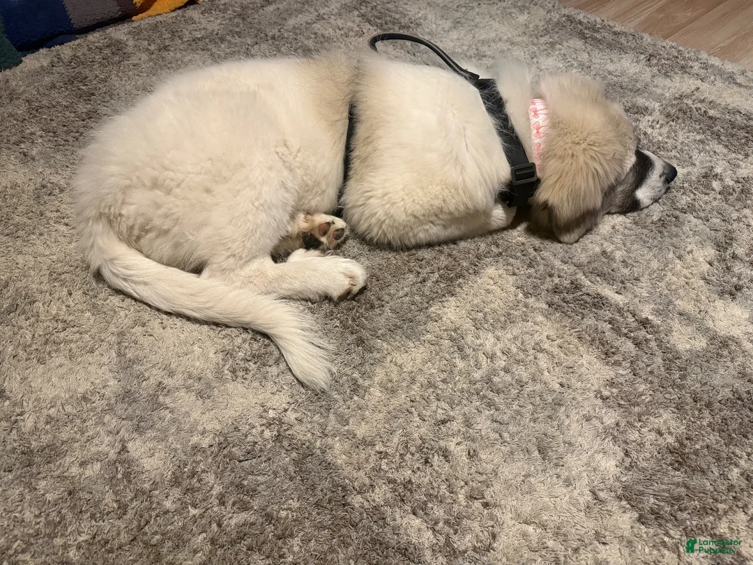 Great Pyrenees dogs for sale: Great Pyrenees 1 - Ad 2