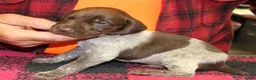 German Shorthaired Pointer dogs for sale: German Shorthaired Pointer Puppy 1 - Ad 1