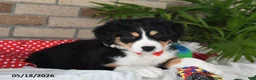 Australian Shepherd dogs for sale: Cooper - Ad 5