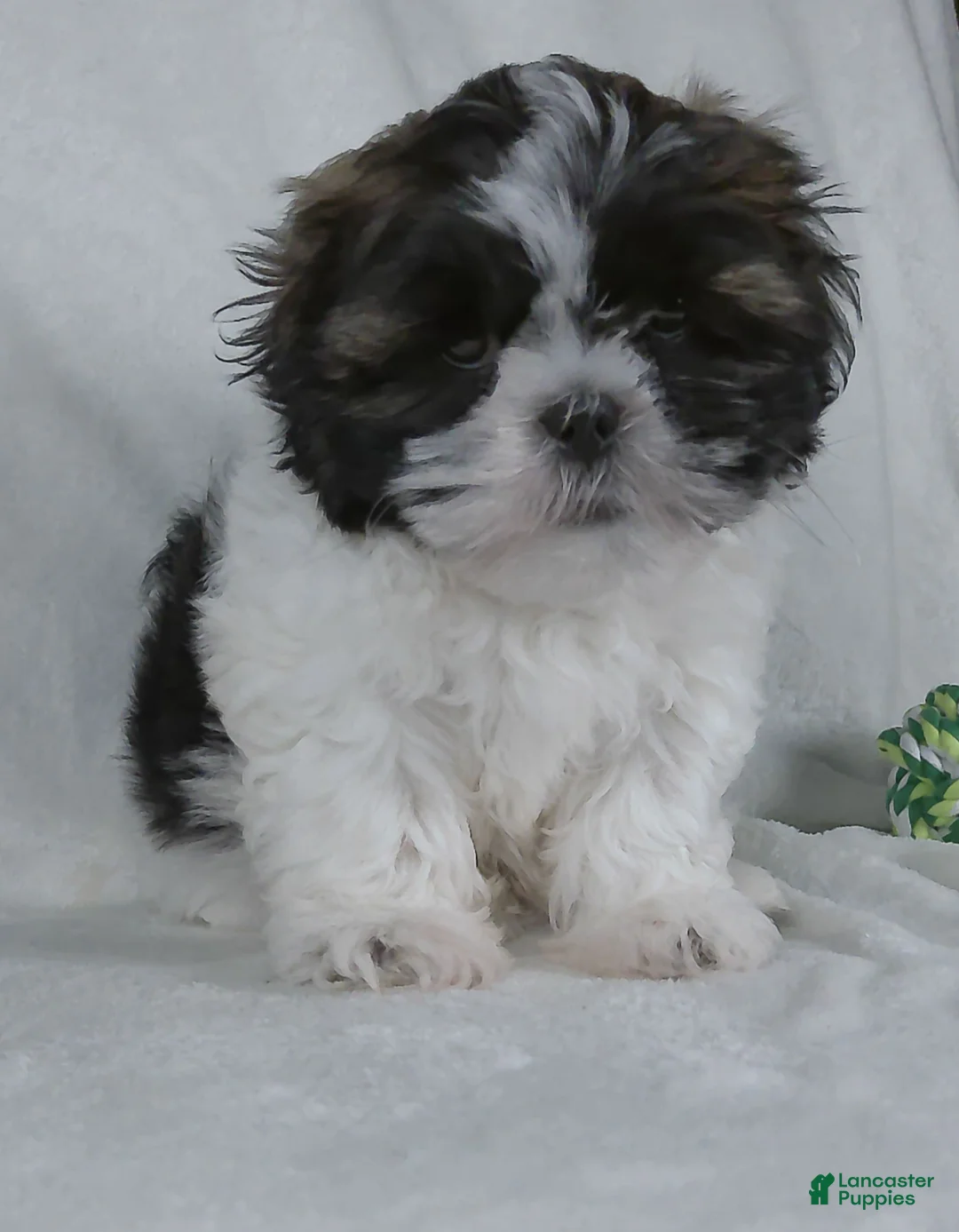 Shih Tzu dogs for sale: Patches - Ad 4