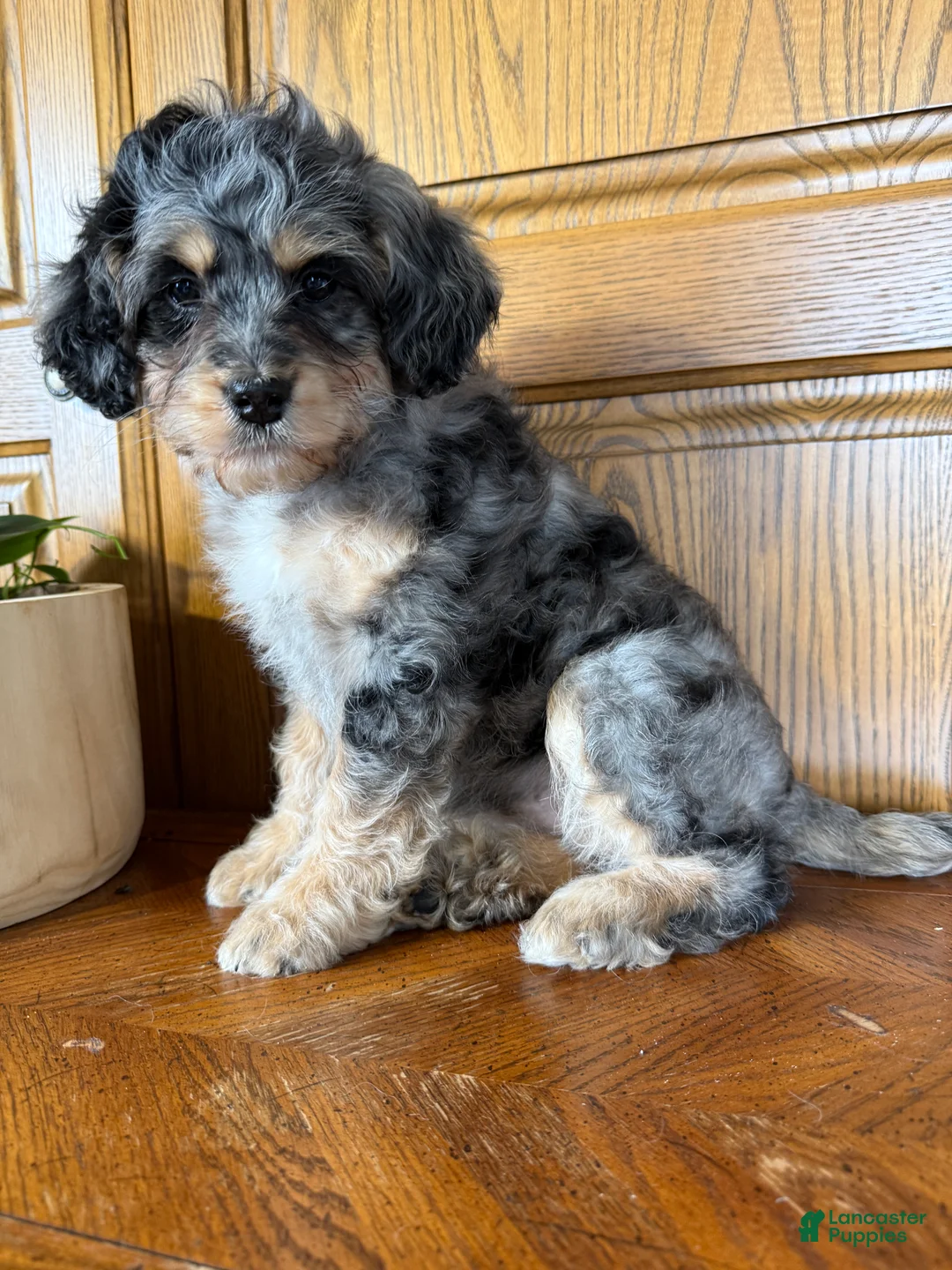 Mini Bernedoodle dogs for sale: Millie - Ad 2