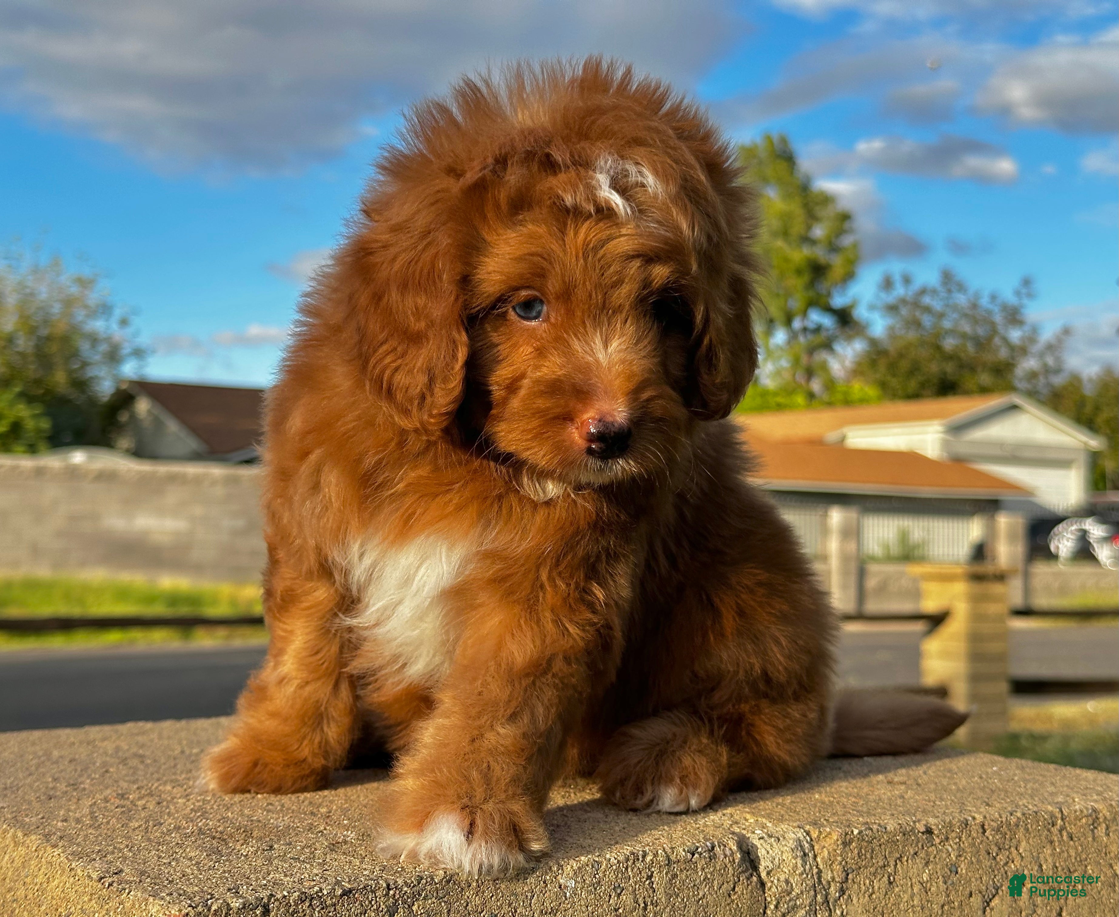 Mixed Breed dogs for sale: Red Micro Bernedoodle - Ad 2